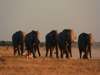 Nxai Pan - Game Drive 